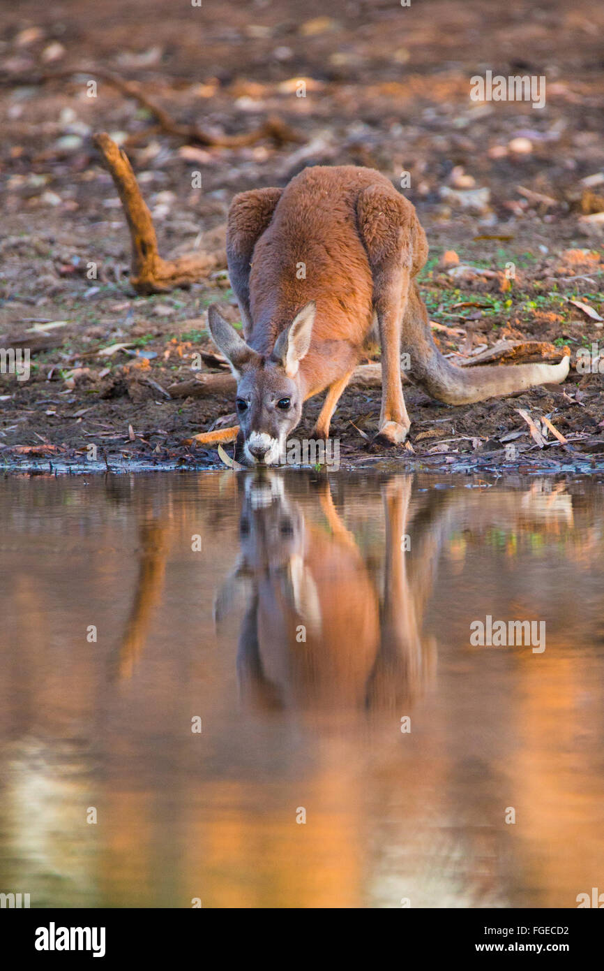 Australian Billabong High Resolution Stock Photography and Images - Alamy
