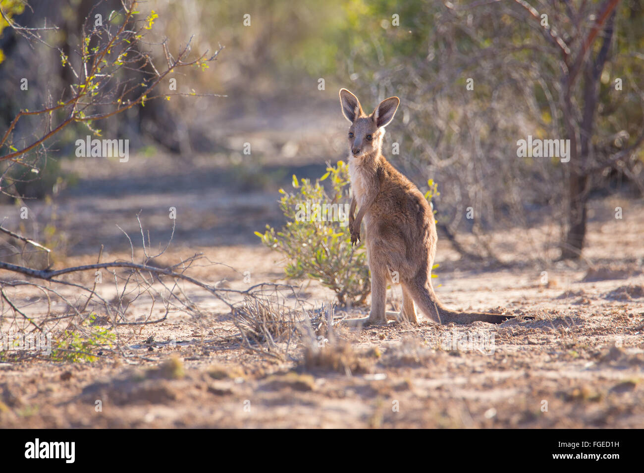 Eastern Grey Kangaroo joey (Macropus giganteus) Stock Photo