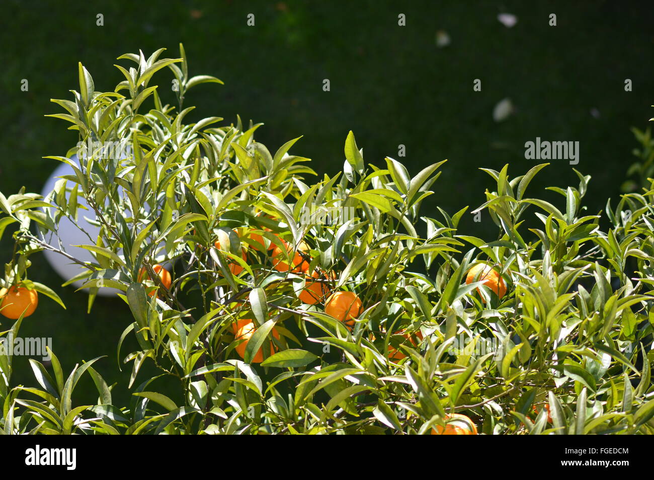 Tangerine in Itay (Winter Time) Stock Photo