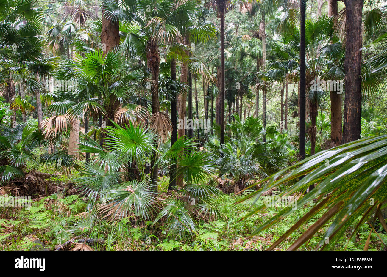 Cabbage-tree Palms, (Livistona australis) in wet eucalypt forest, Royal National Park, NSW, Australia Stock Photo