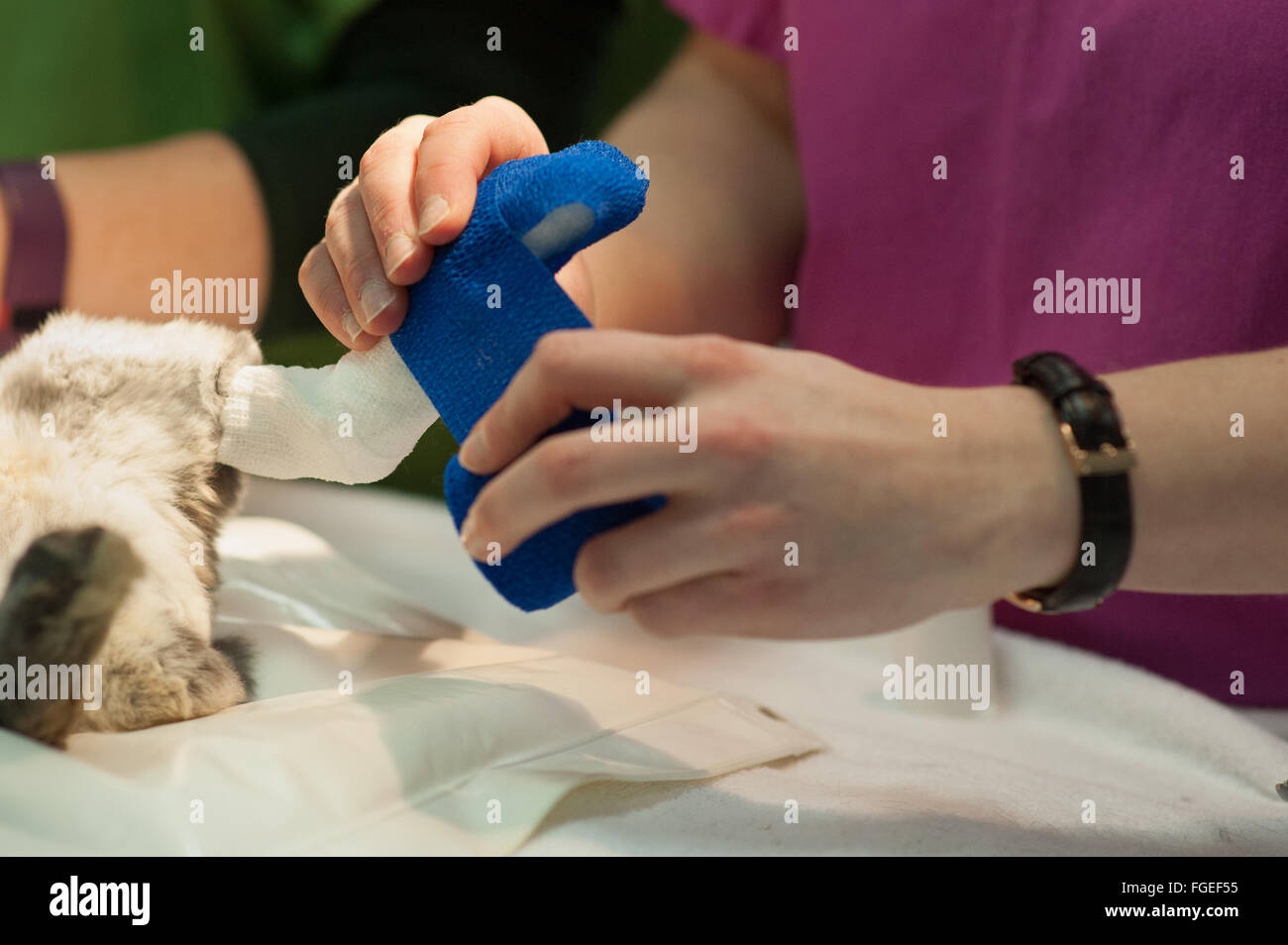 Rabbit having its foot bandaged Stock Photo Alamy