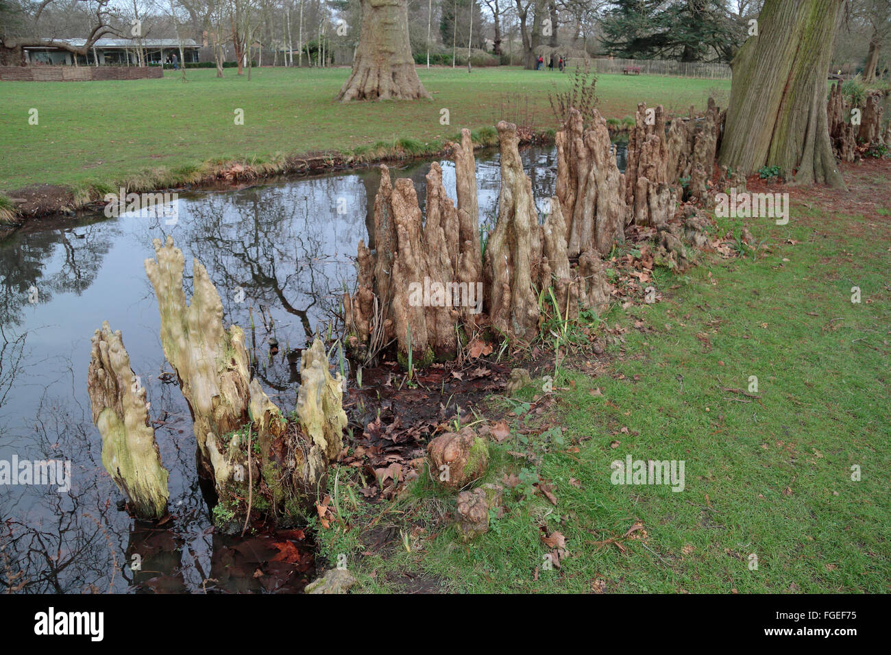 Unusual looking swamp cypress tree roots (taxodium distichum) in Woodland Gardens, Bushy Park, London, UK. Stock Photo