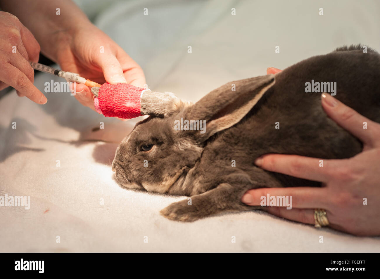 Rabbit being prepared for surgery Stock Photo Alamy