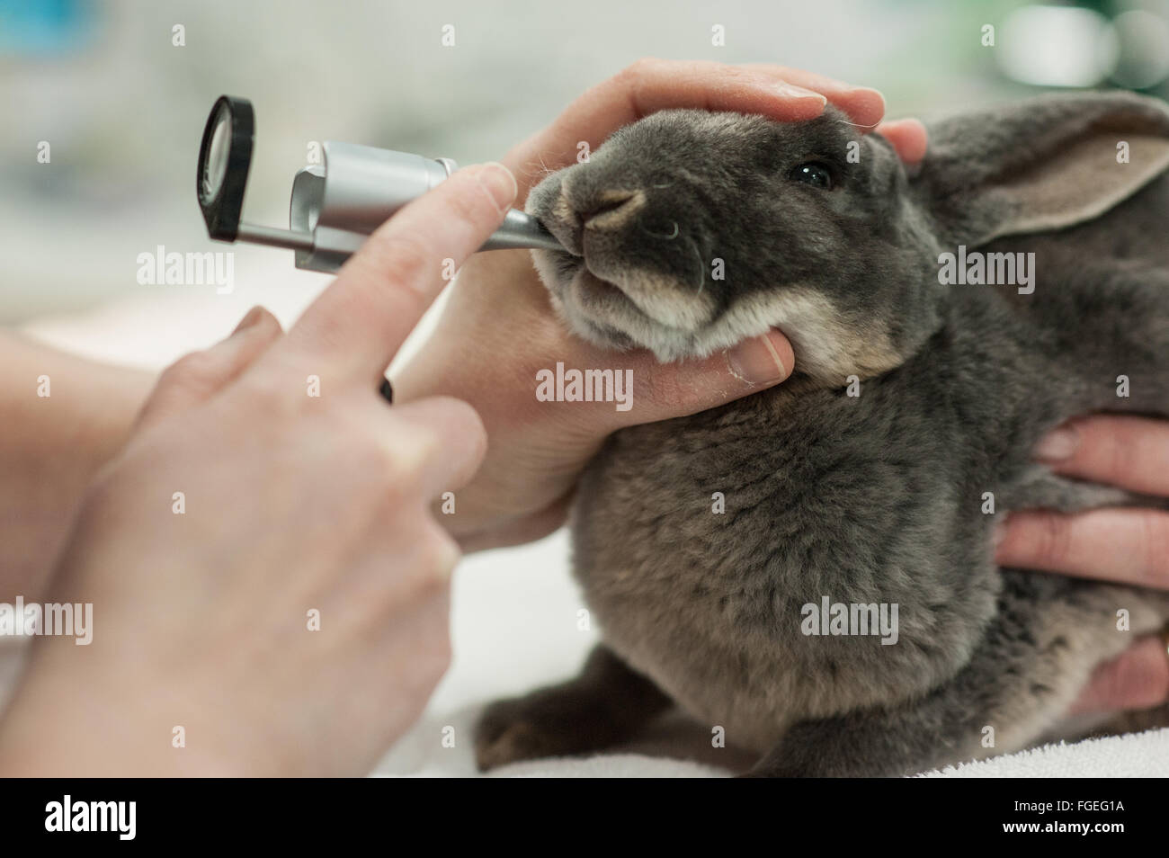 Rabbit veterinary dental health check with auroscope Stock Photo Alamy