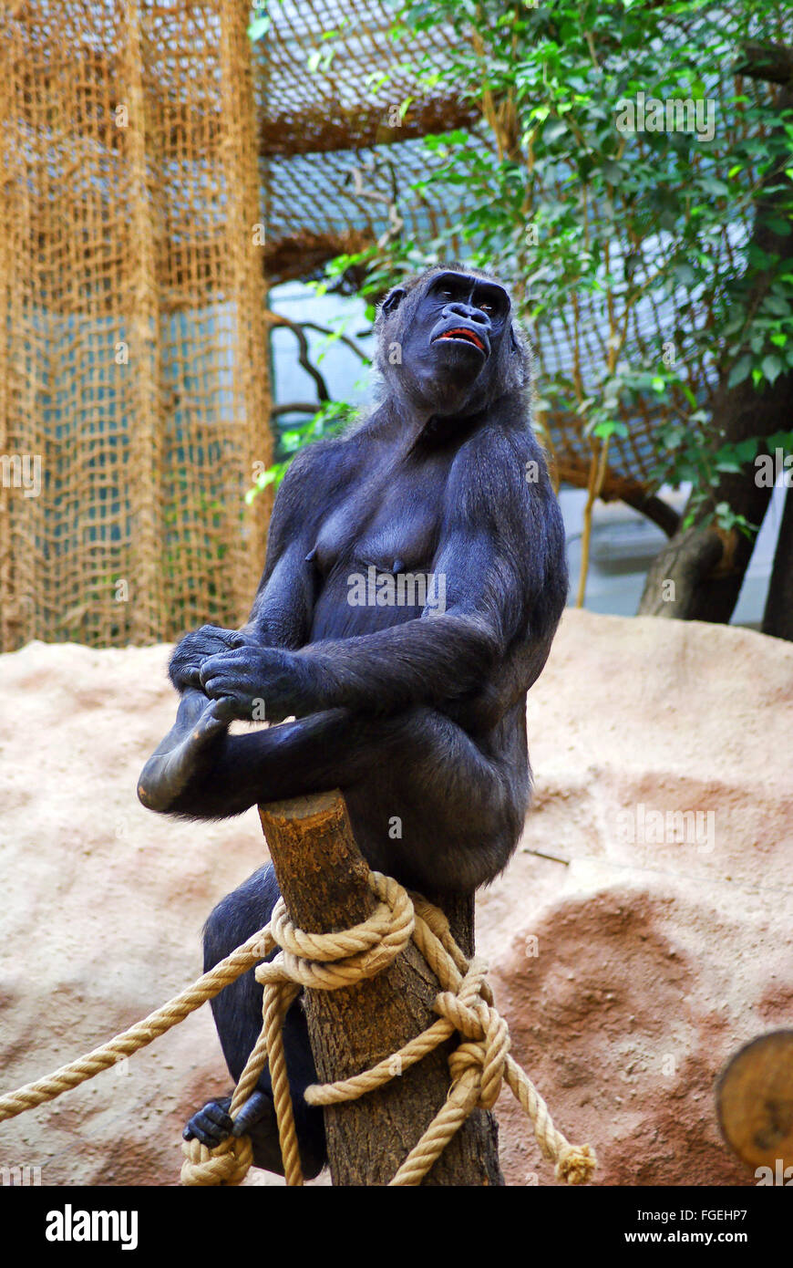 Gorilla in Sitting Pose stock photo. Image of green - 219115150