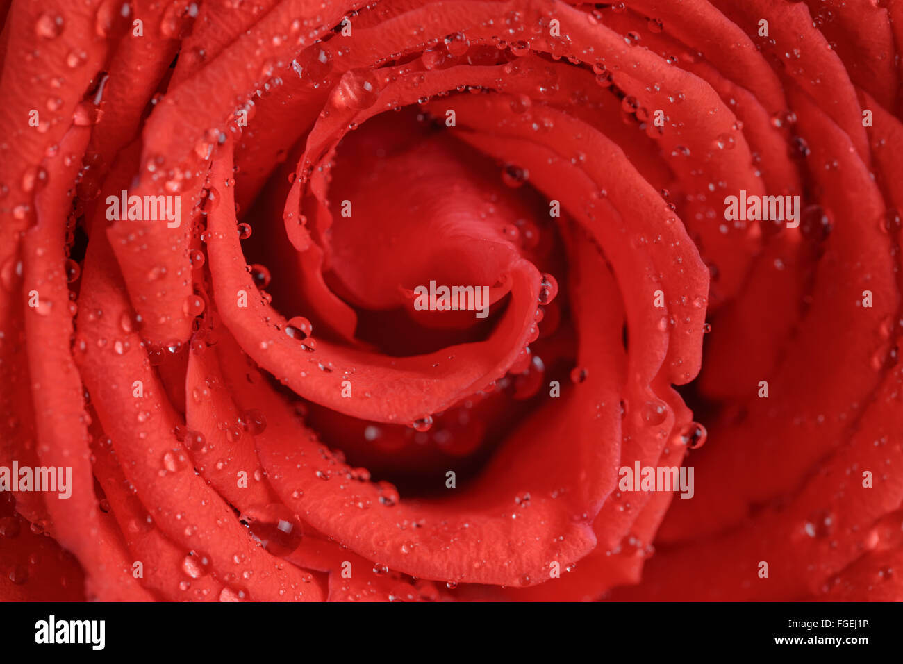 wet bright red rose close up shot Stock Photo - Alamy