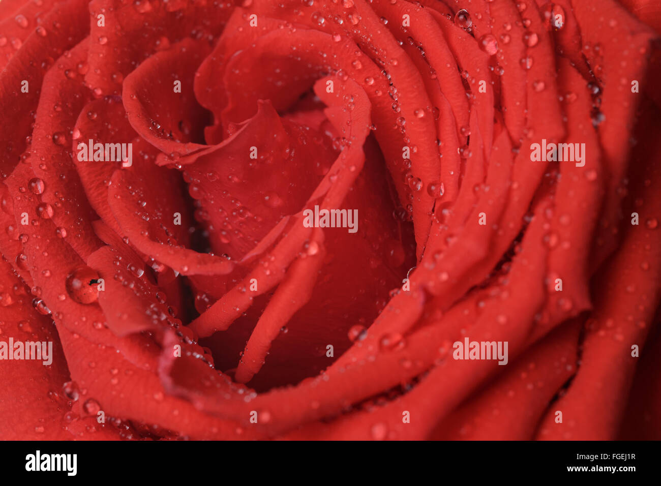 wet bright red rose close up shot Stock Photo - Alamy