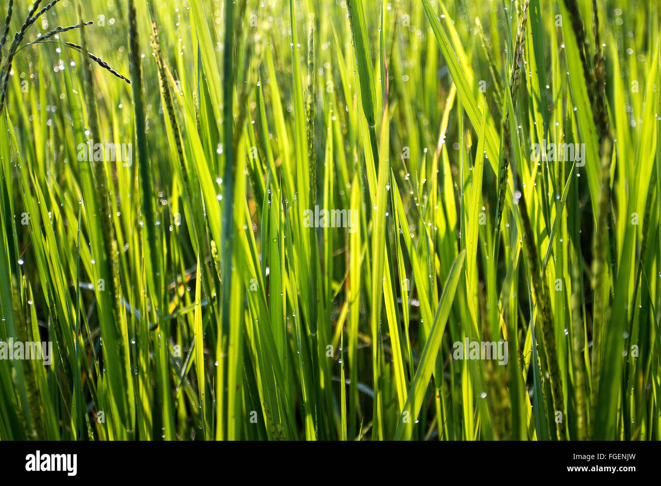 Flourishing rice crop during the Indian harvest season of Rabi in Madhubani District, Northern