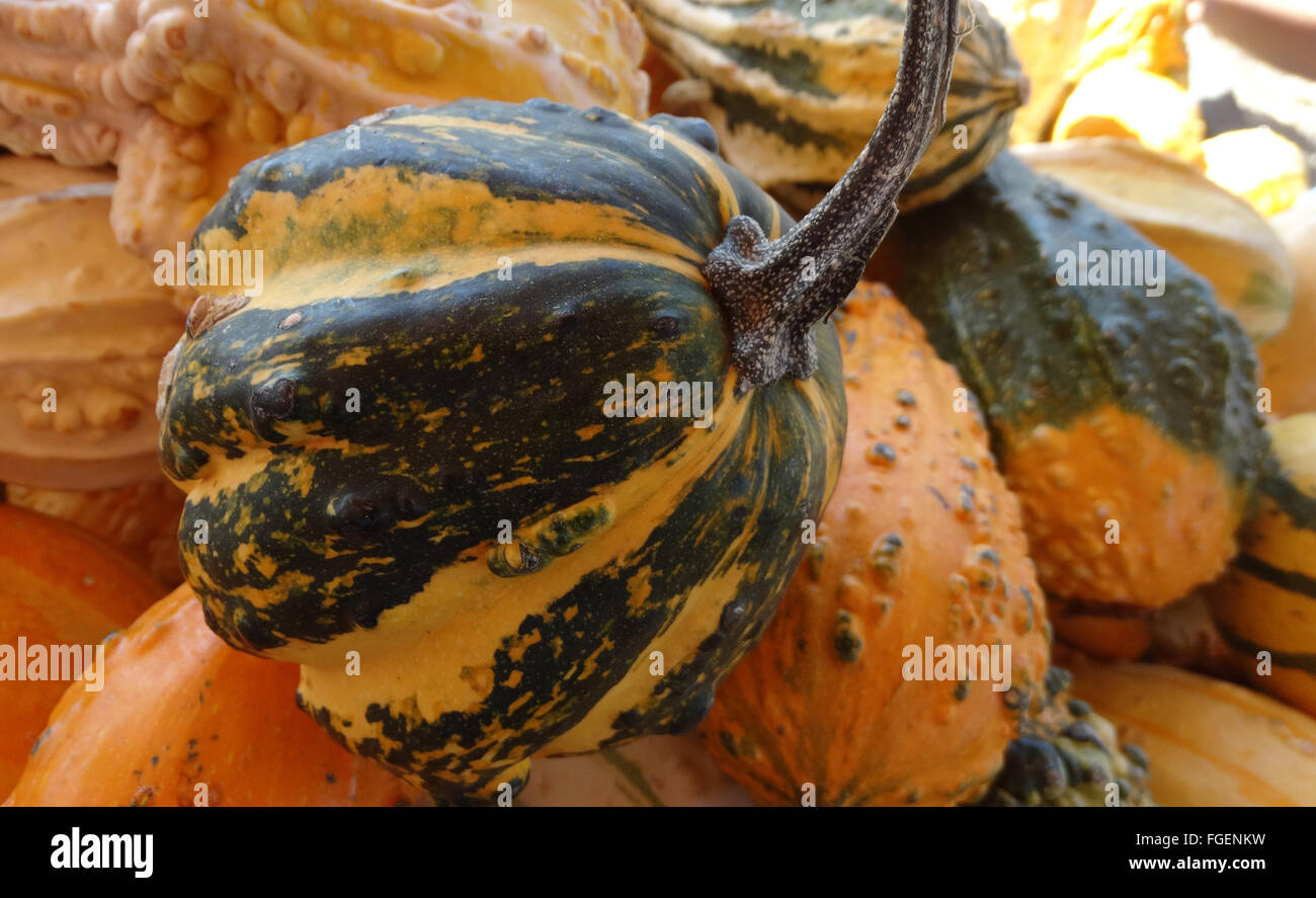 Cucurbita pepo, ribbed warty pear gourd, ornamental gourd from, ribbed