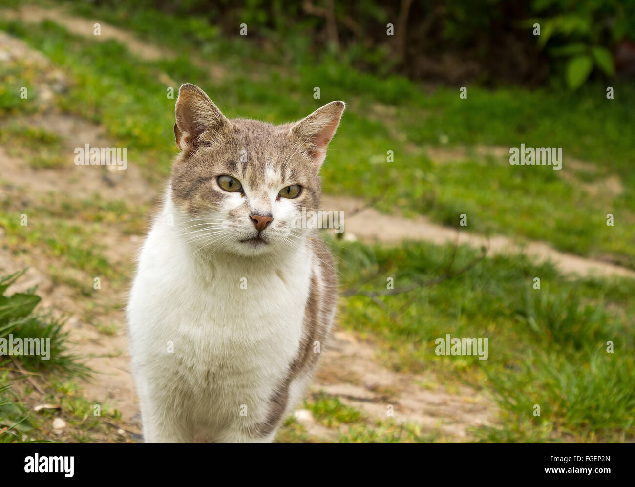 Cat outdoor in nature Stock Photo