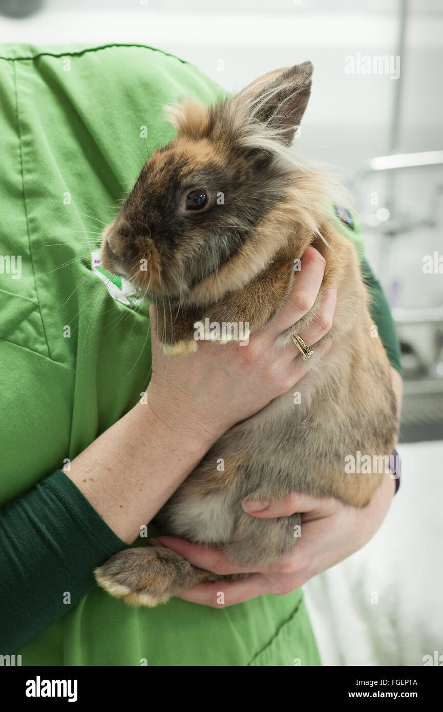 Holding a rabbit properly Stock Photo Alamy