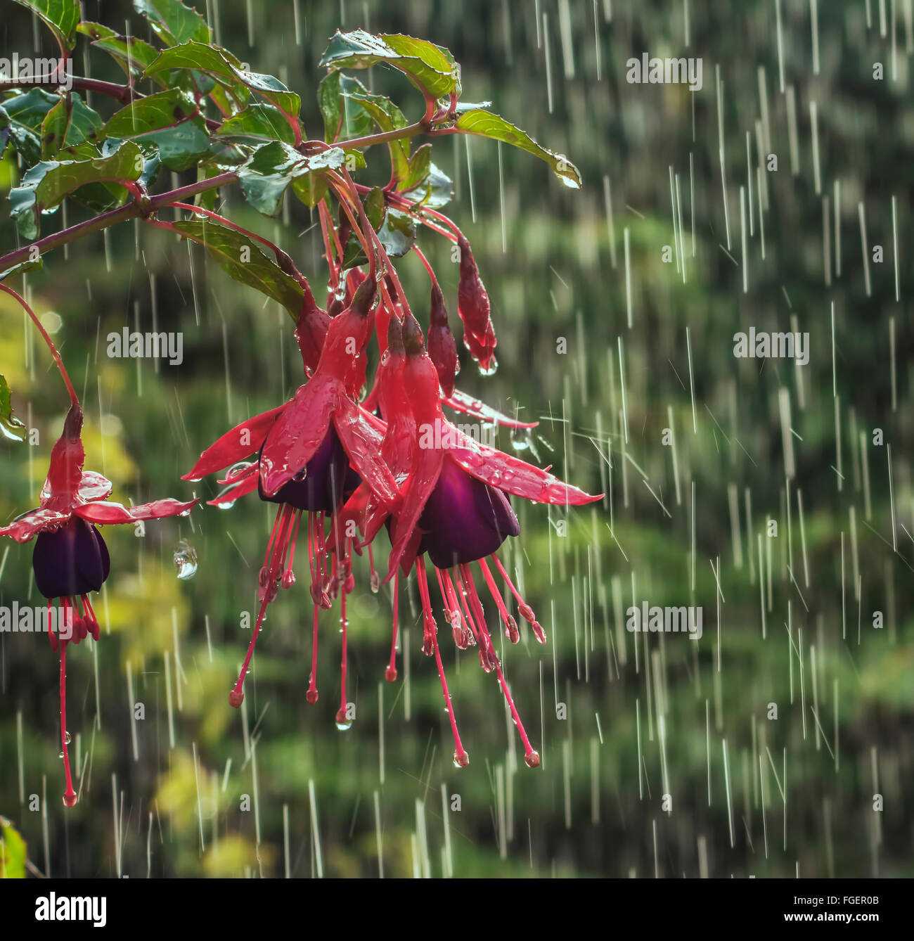 Fuchsia flower dripping with water in the rain of a British summer. Stock Photo
