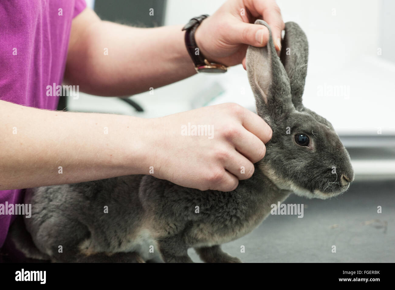 Veterinary Health Check ear inspection Stock Photo Alamy
