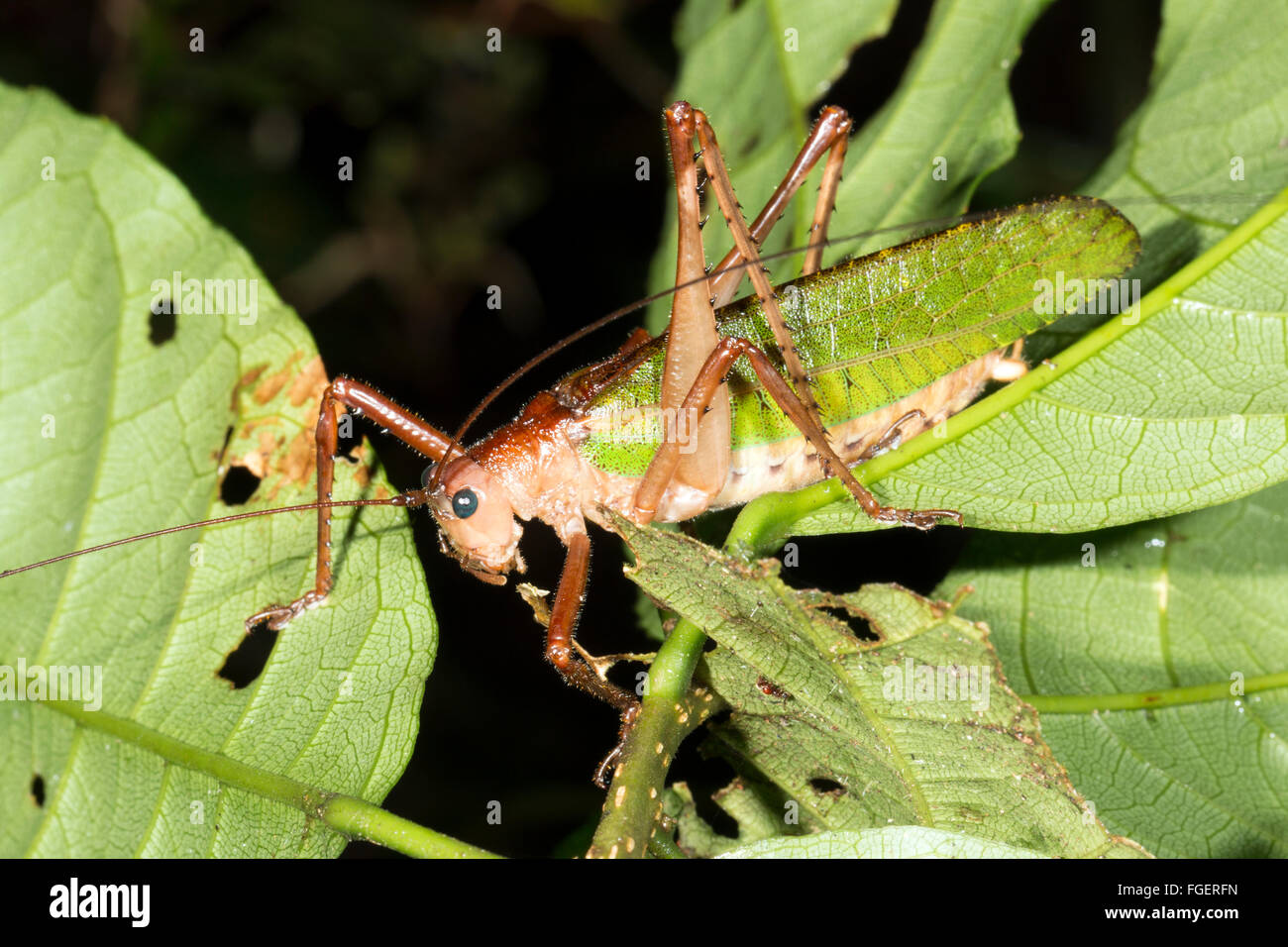Green bush cricket in a rainforest shrub, Pastaza province in the
