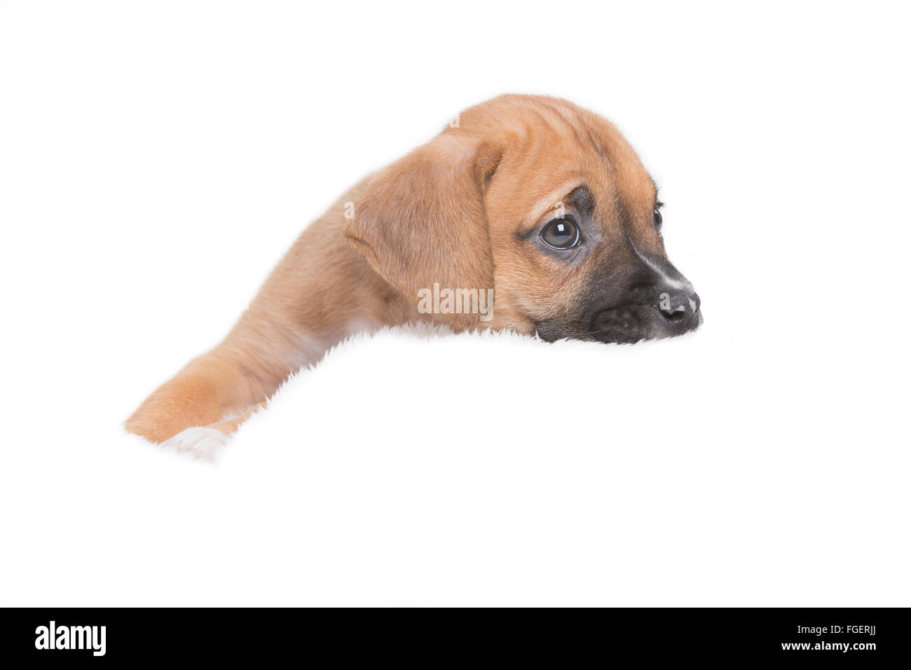 Mixed Mutt Puppy Dog in White Background Stock Photo