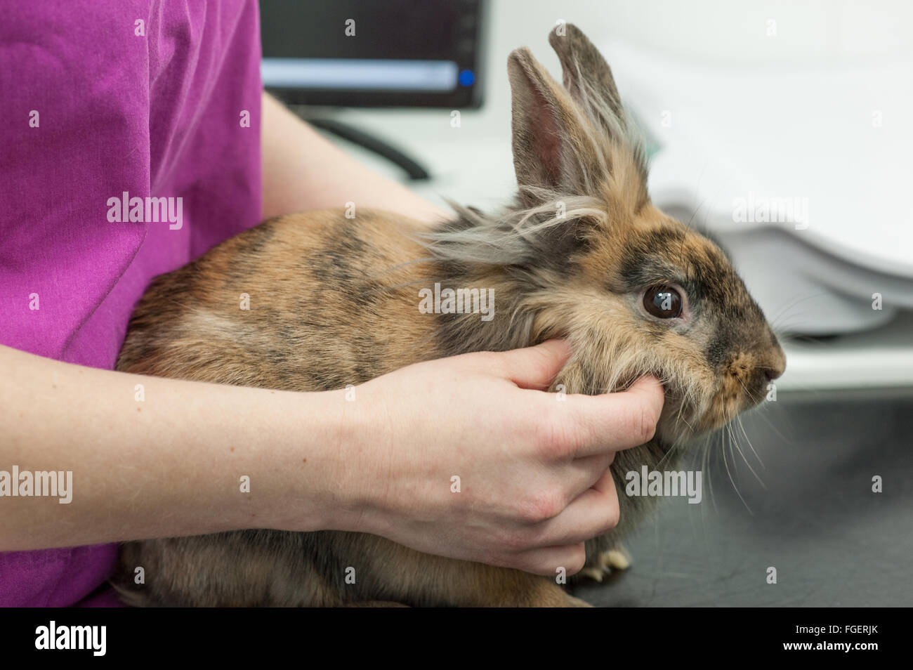 Rabbit Veterinary Health Check Stock Photo Alamy