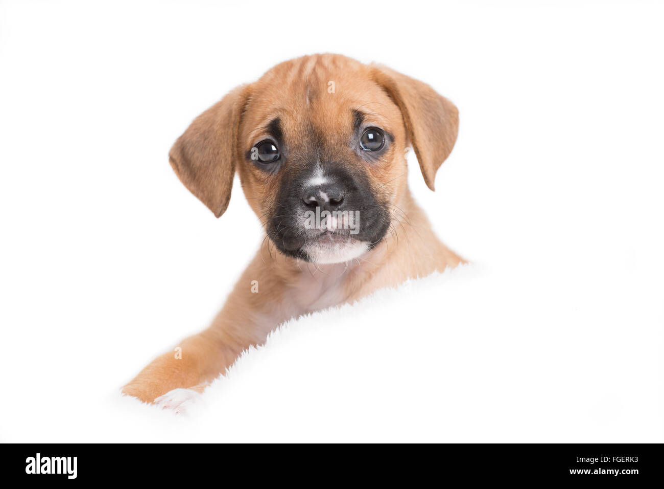Mixed Puppy Dog in White Background Stock Photo