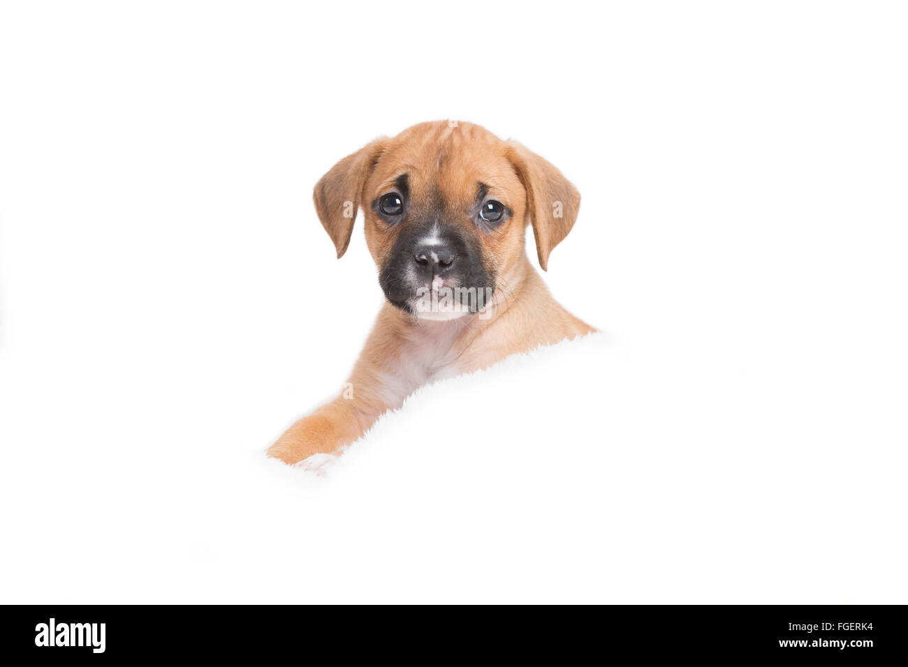 Puppy Dog in White Background Stock Photo
