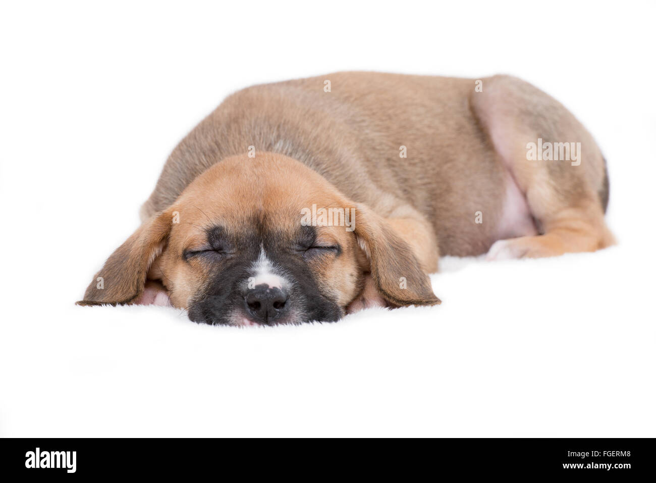Sleepy Puppy Dog on White Background Stock Photo