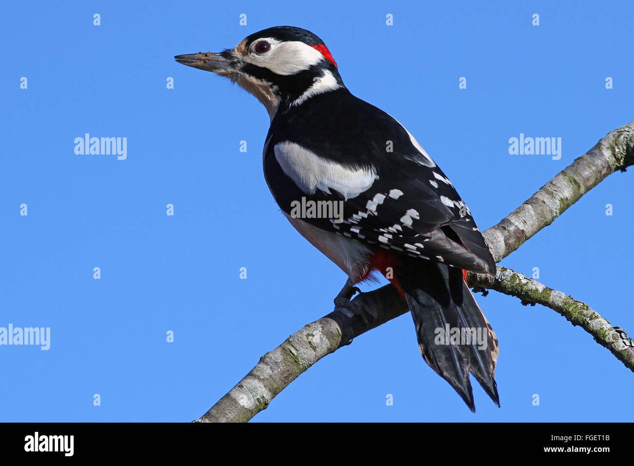 Great spotted woodpecker / Colorful birds Stock Photo