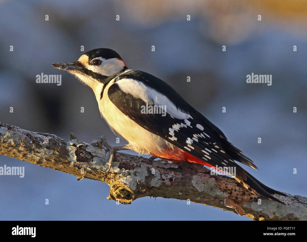 Great spotted woodpecker / Colorful birds Stock Photo