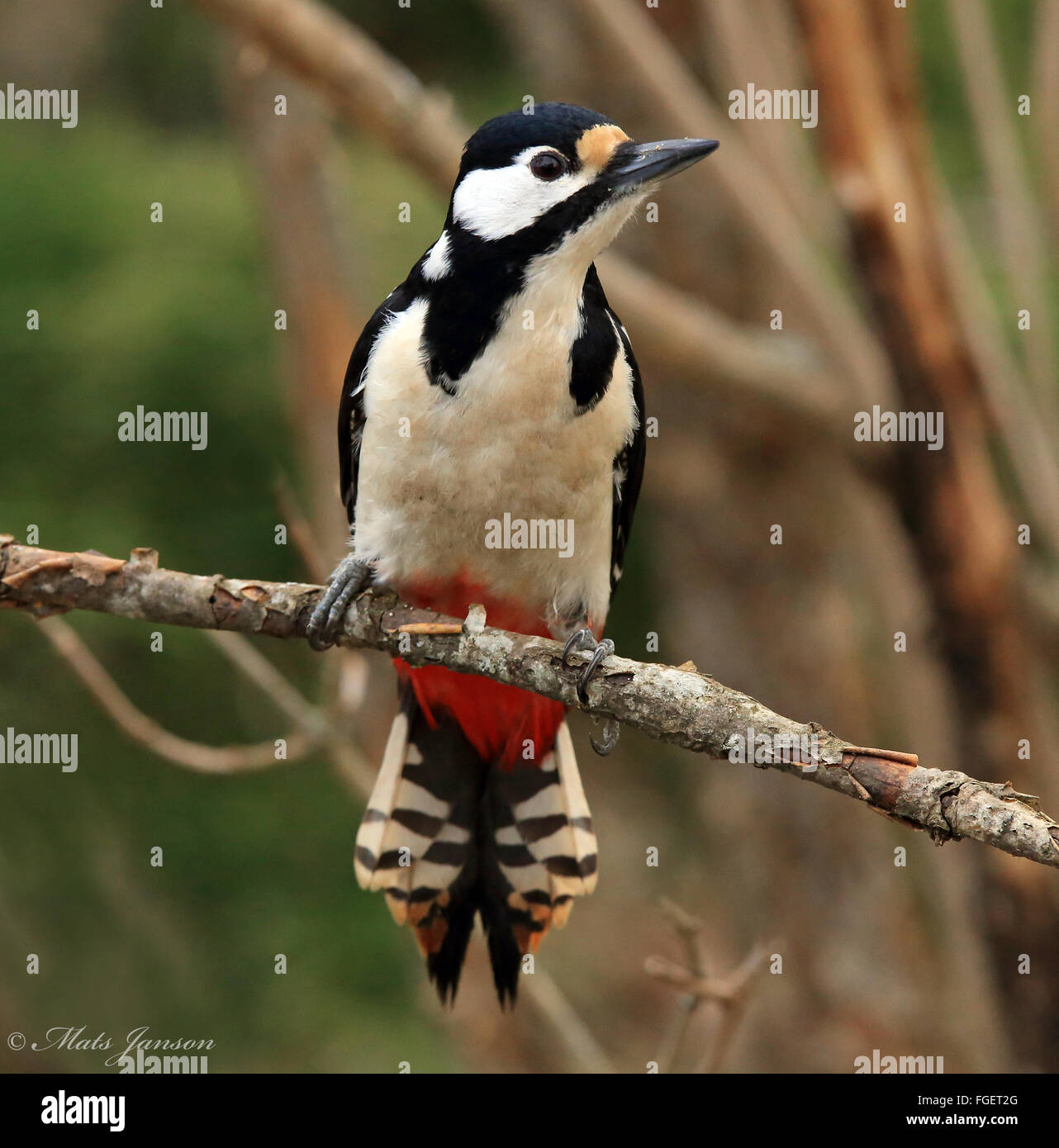 Great spotted woodpecker / Colorful birds Stock Photo