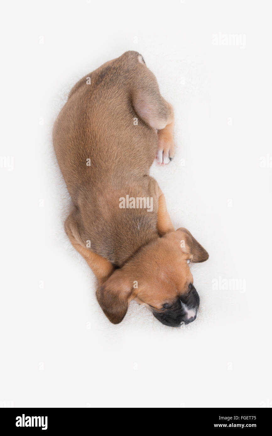 Top View of Puppy Dog on White Background Stock Photo