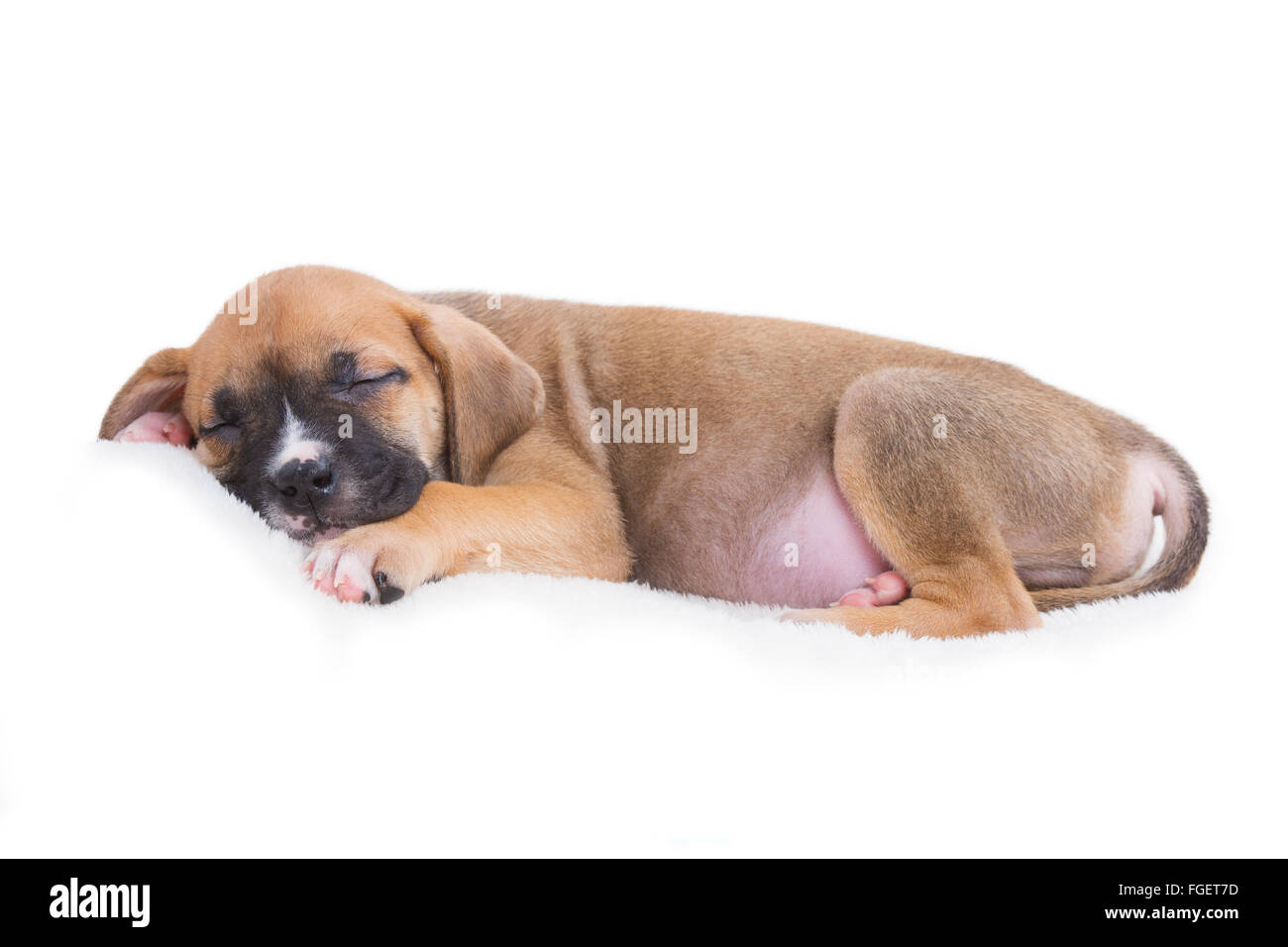Boxer Labrador Retriever Puppy Dog Sleeping on White Background Stock Photo