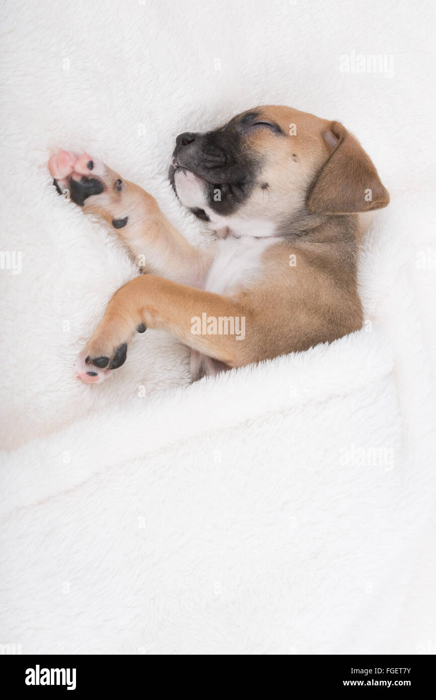 Boxer Labrador Retriever Puppy Sleeping on White Blanket Stock Photo