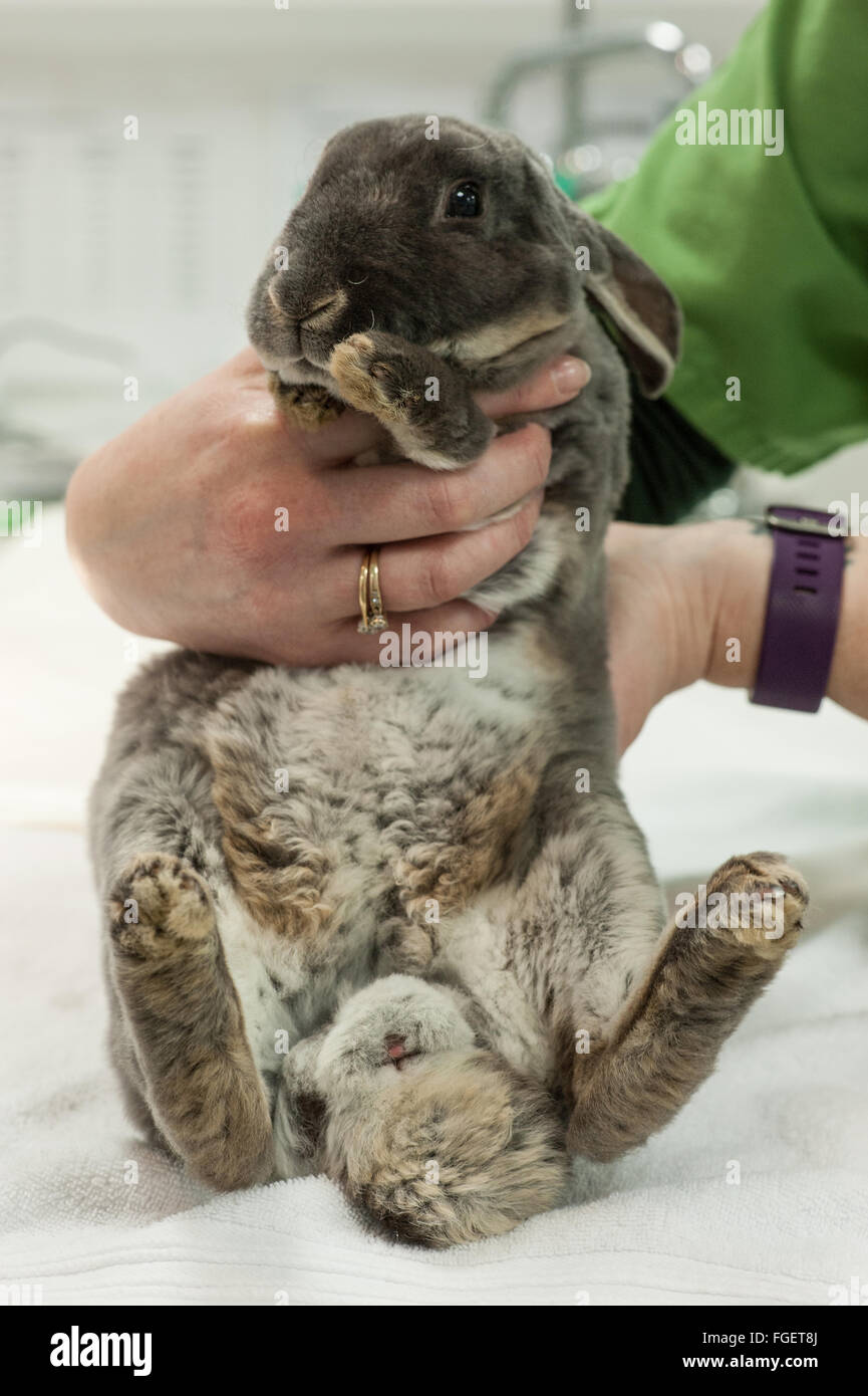 Rabbit veterinary health check Stock Photo Alamy