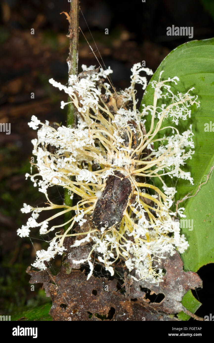 Unidentified Cordyceps fungus infecting a lepidopteran pupa in the rainforest understory, Pastaza province, Ecuador Stock Photo