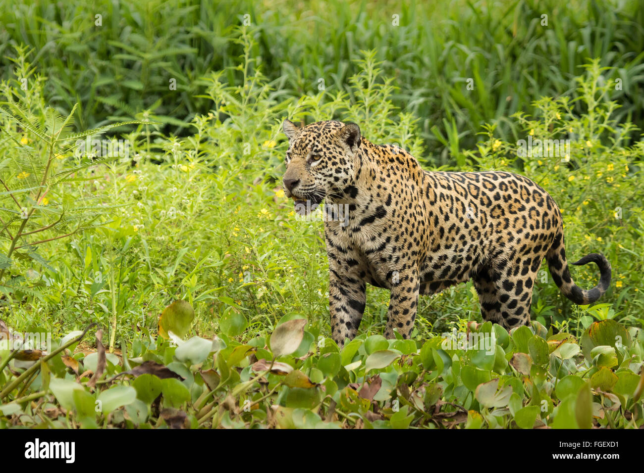 A wild sub-adult female jaguar on the banks of the Cuiaba river in the Pantanal, Brazil. Stock Photo