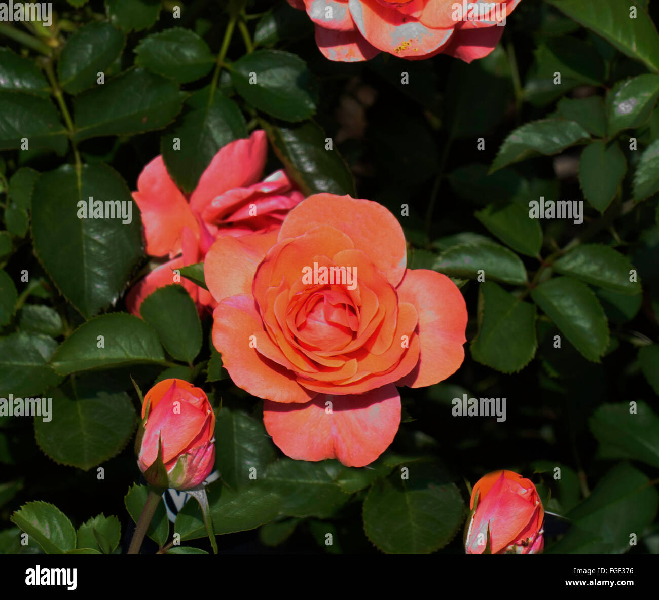 Rose GRAND CANYON, orange blend, floribunda Stock Photo