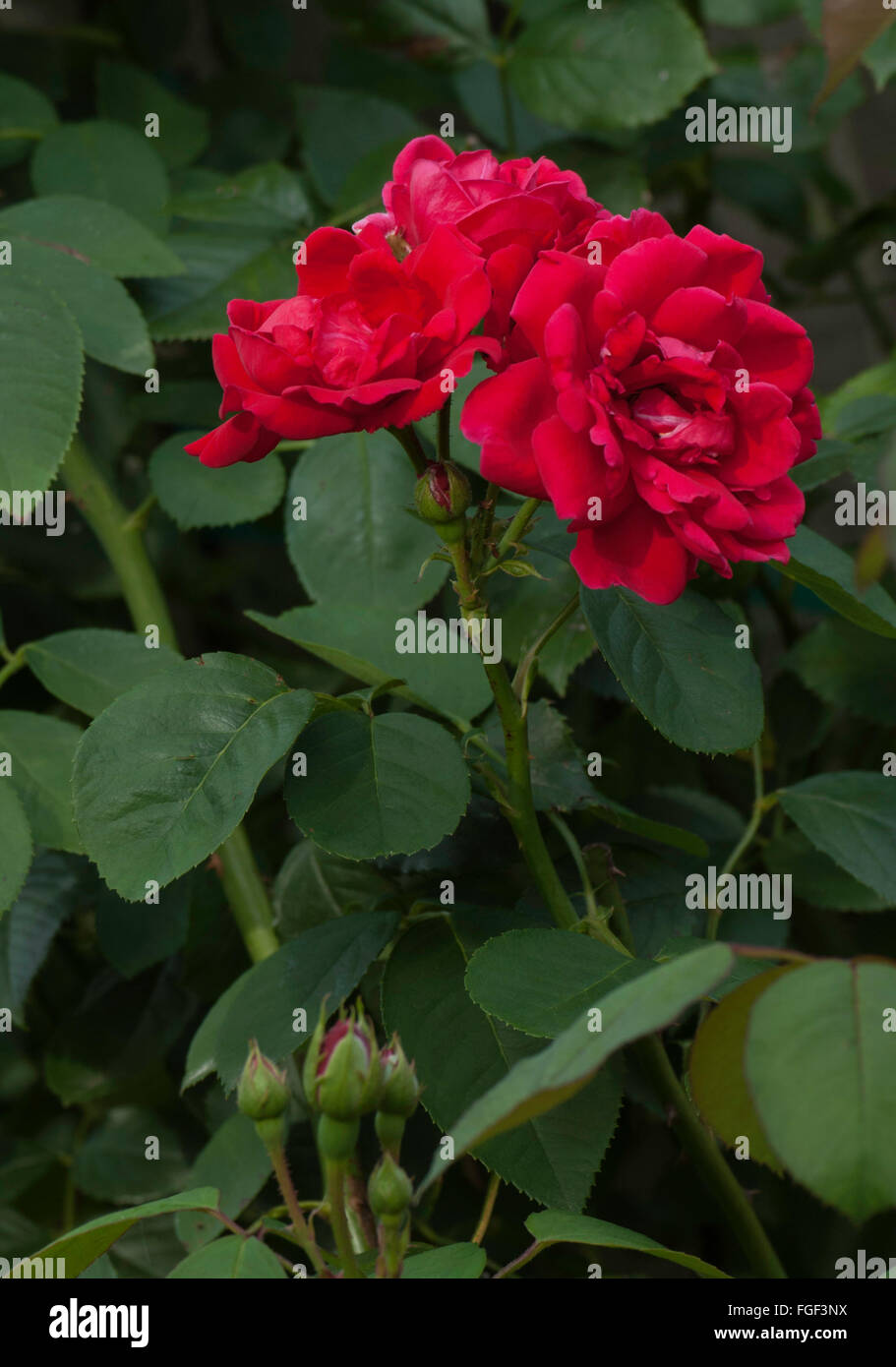 Rosa IMPROVED BLAZE Rose, Stock Photo