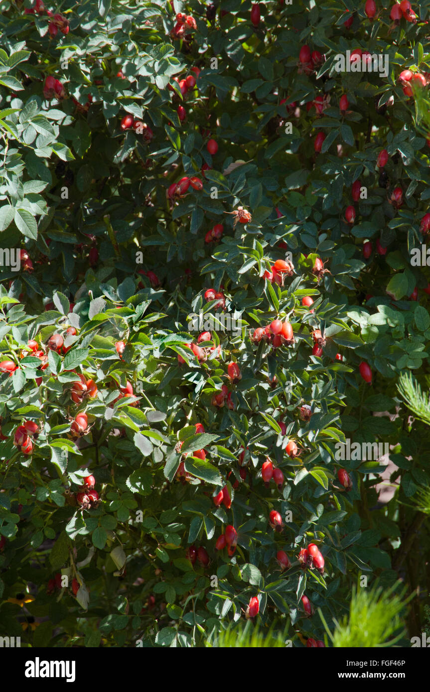 Rose, Rosa LORD PENZANCE  hips, seed pods Stock Photo