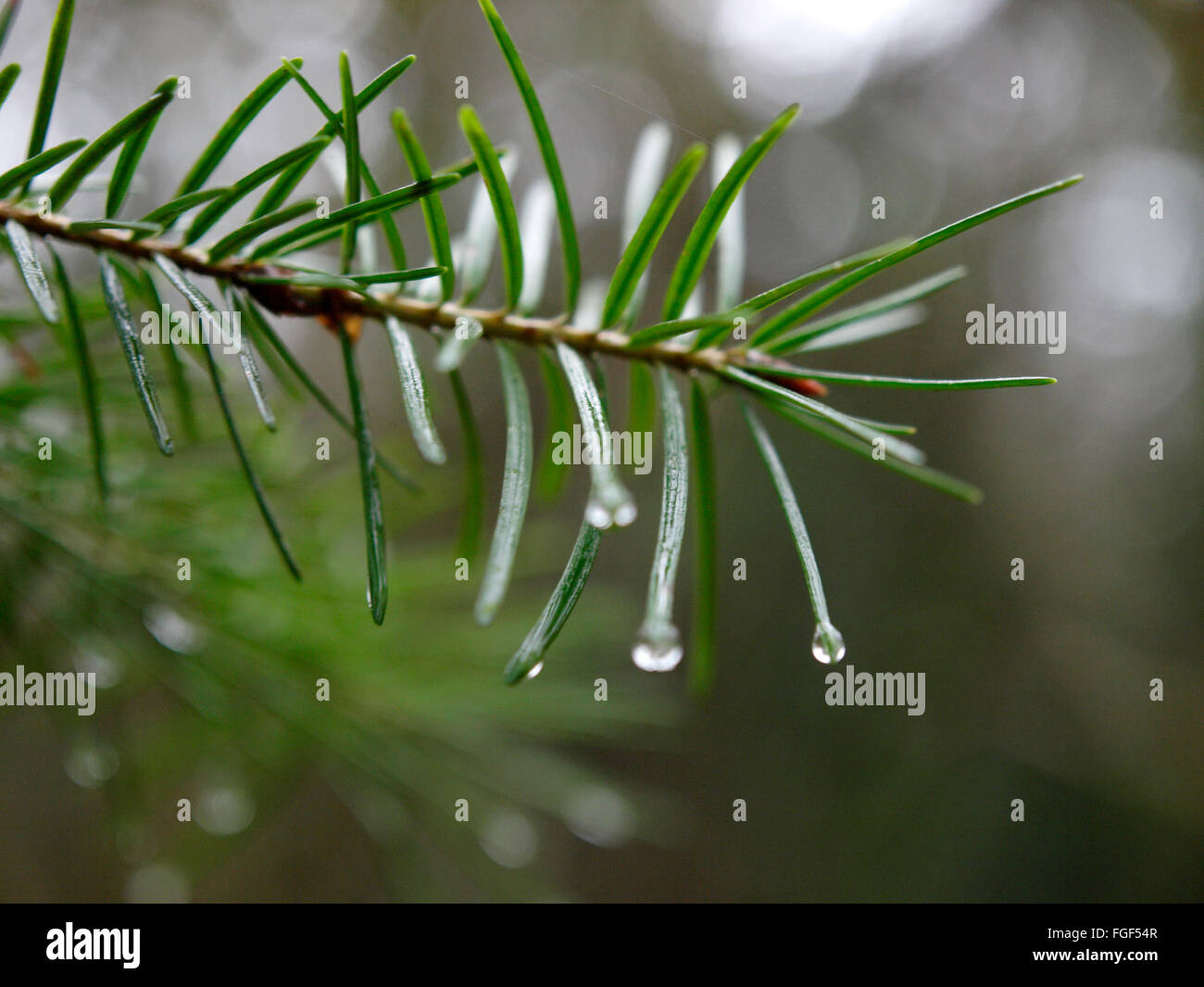 Rain drops on pine needles, UK Stock Photo Alamy