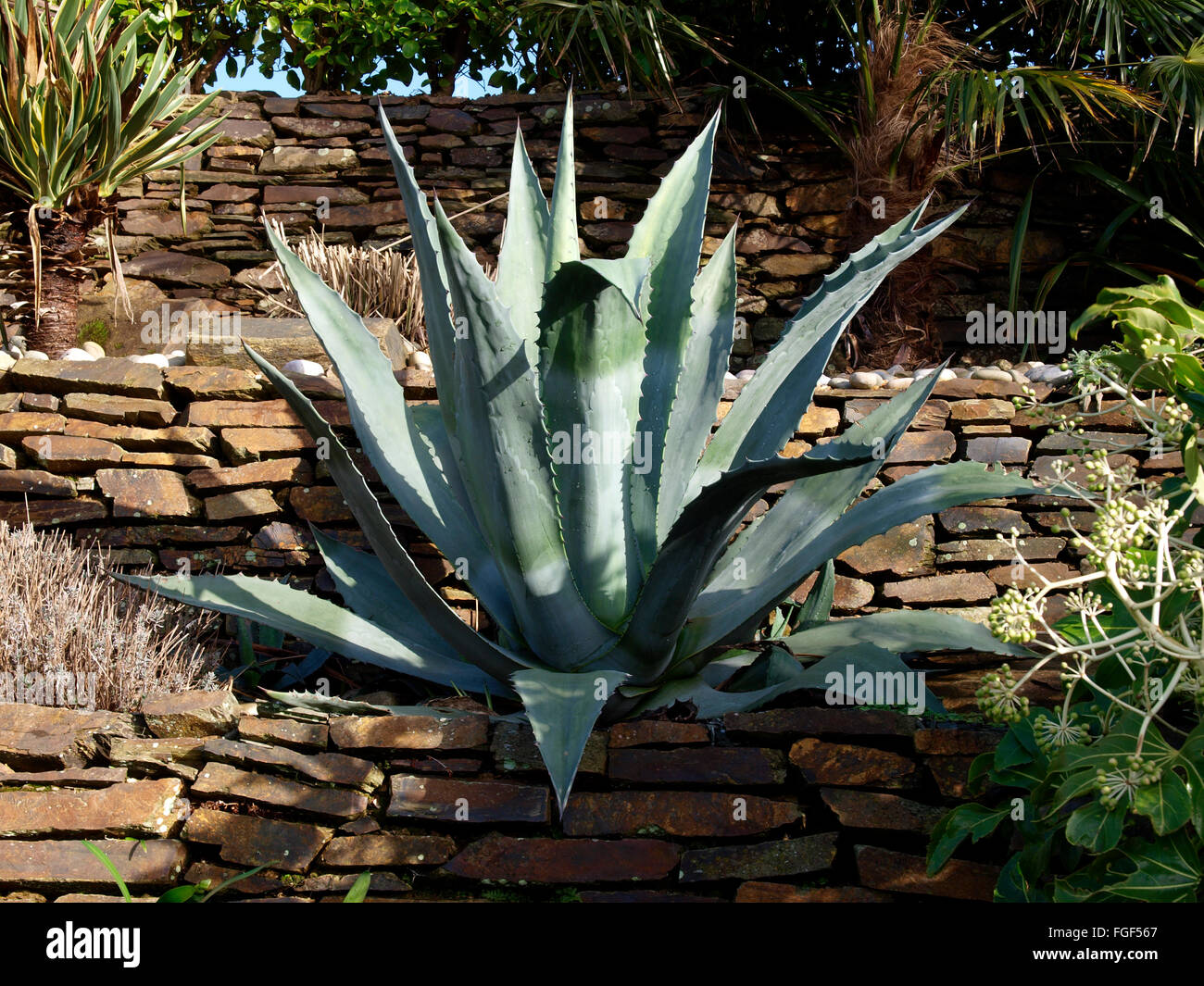 Aloe Vera Plant Aloe Vera L Burm F Cornwall Uk Stock Photo