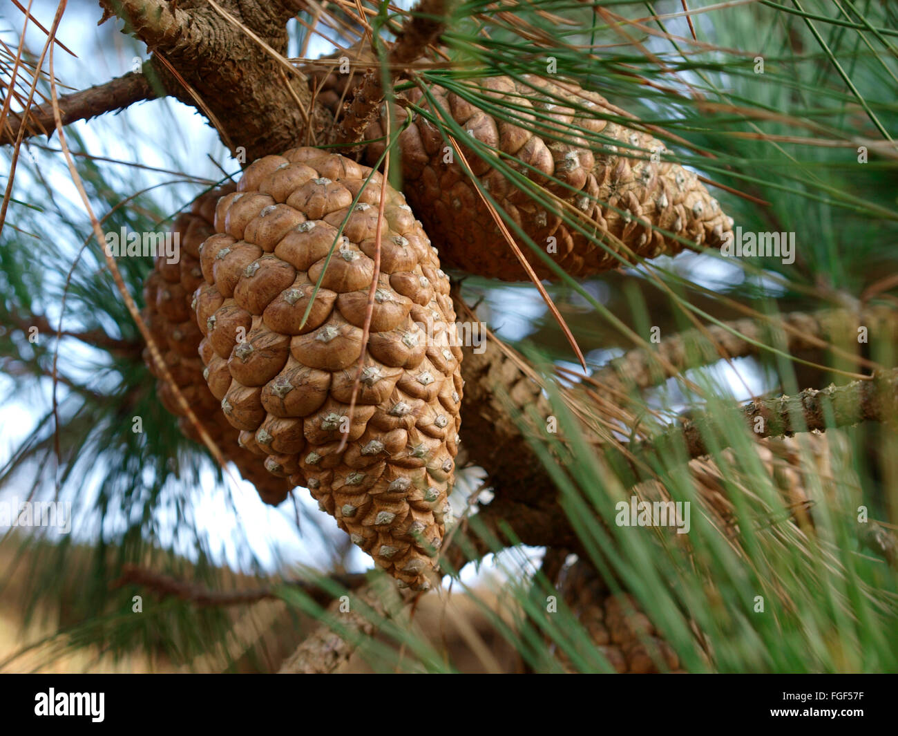 Fir cone - probably Maritime pine, Pinus pinaster, Cornwall, UK Stock Photo