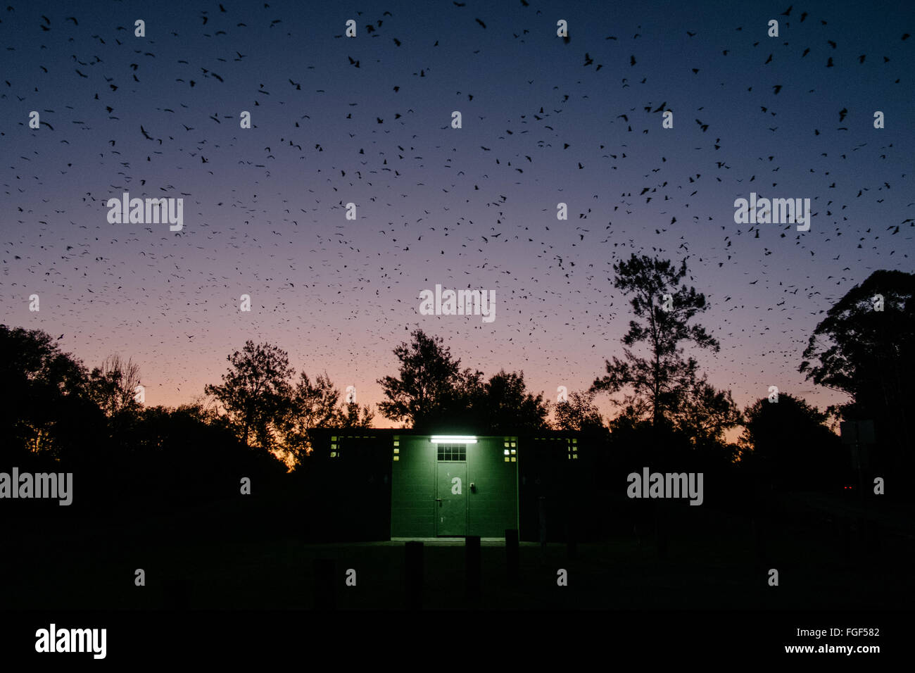 Bats nest hires stock photography and images Alamy