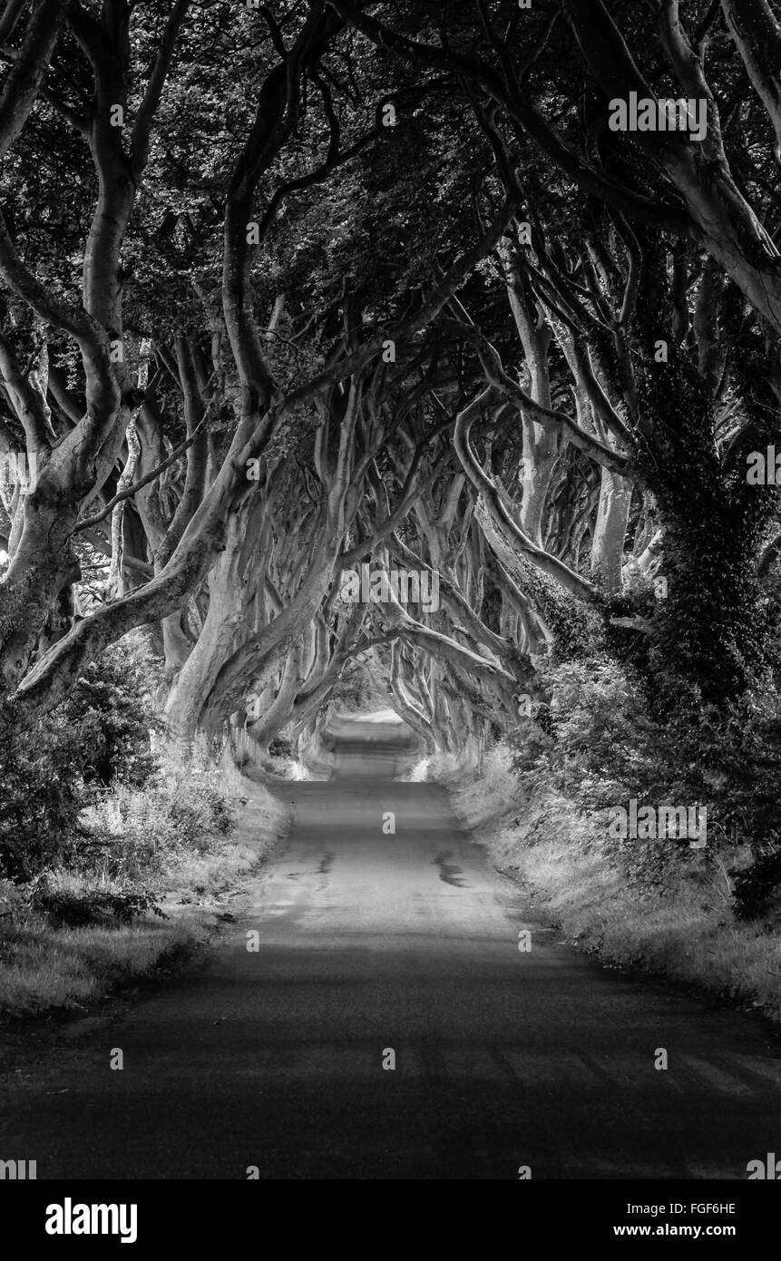 a scenic road on countryside close to belfast, where trees form several natural arches Stock Photo