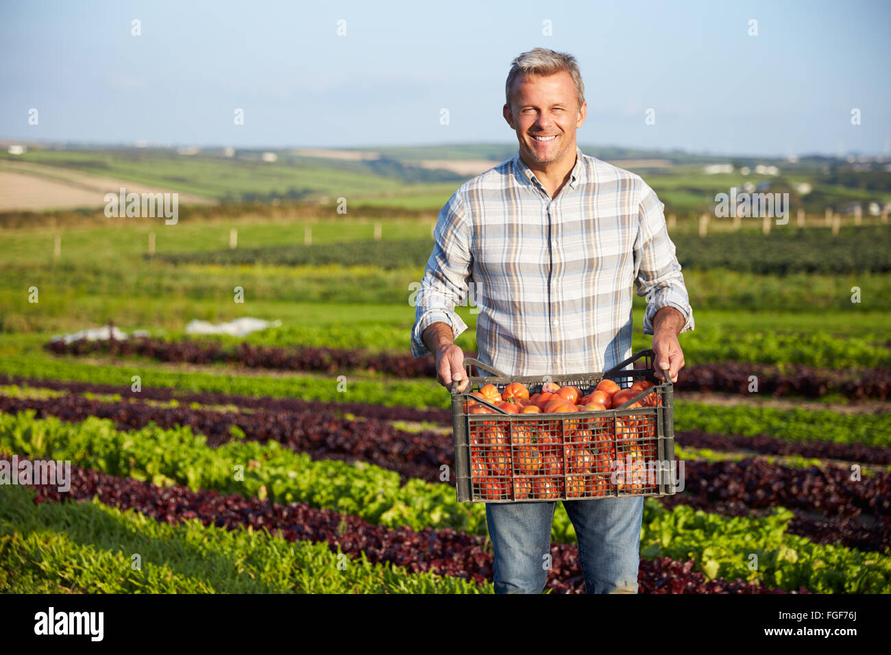 Tomato farm hi-res stock photography and images - Alamy