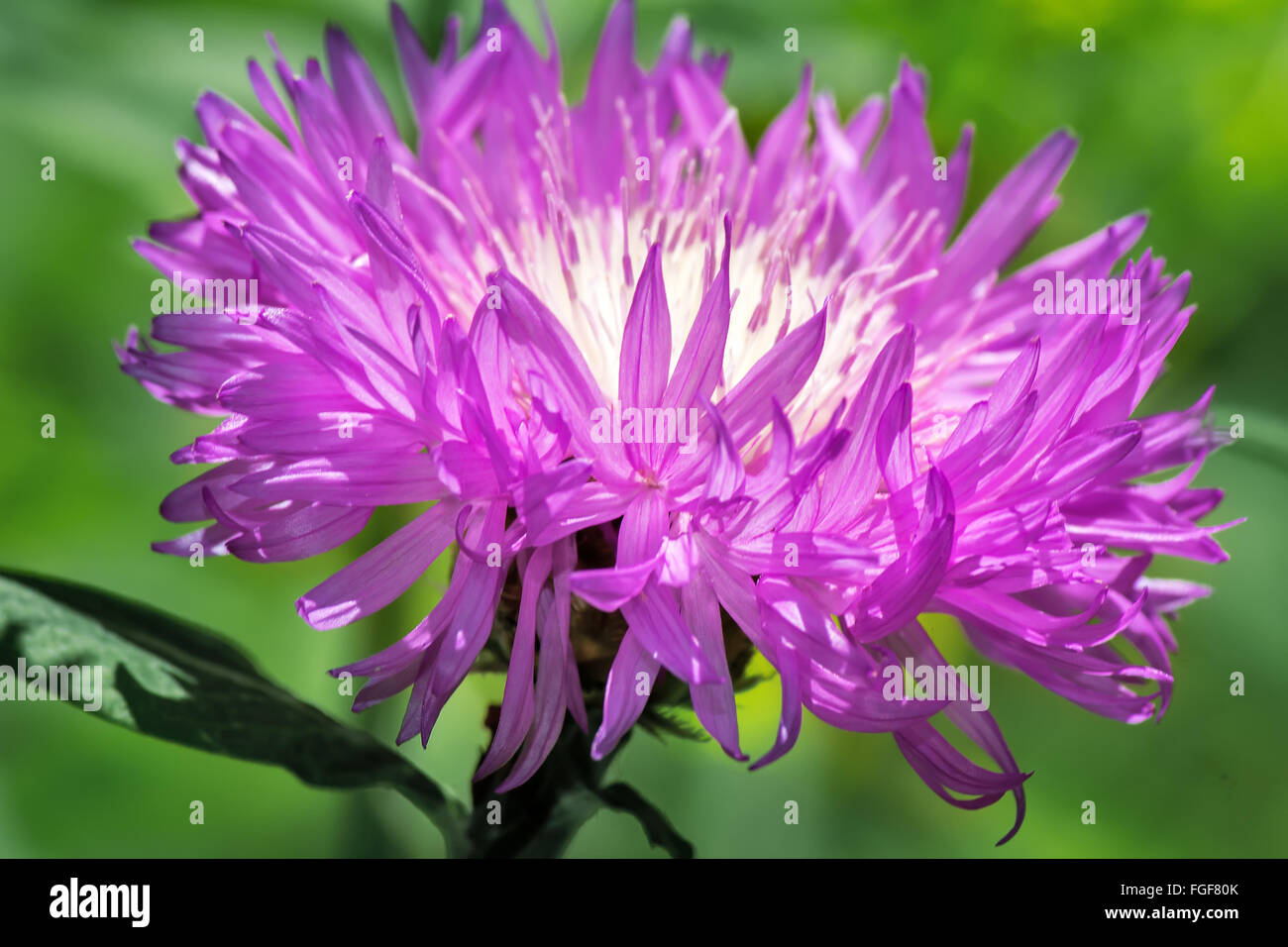 Wild flower with lots of petals of purple on a background of green ...