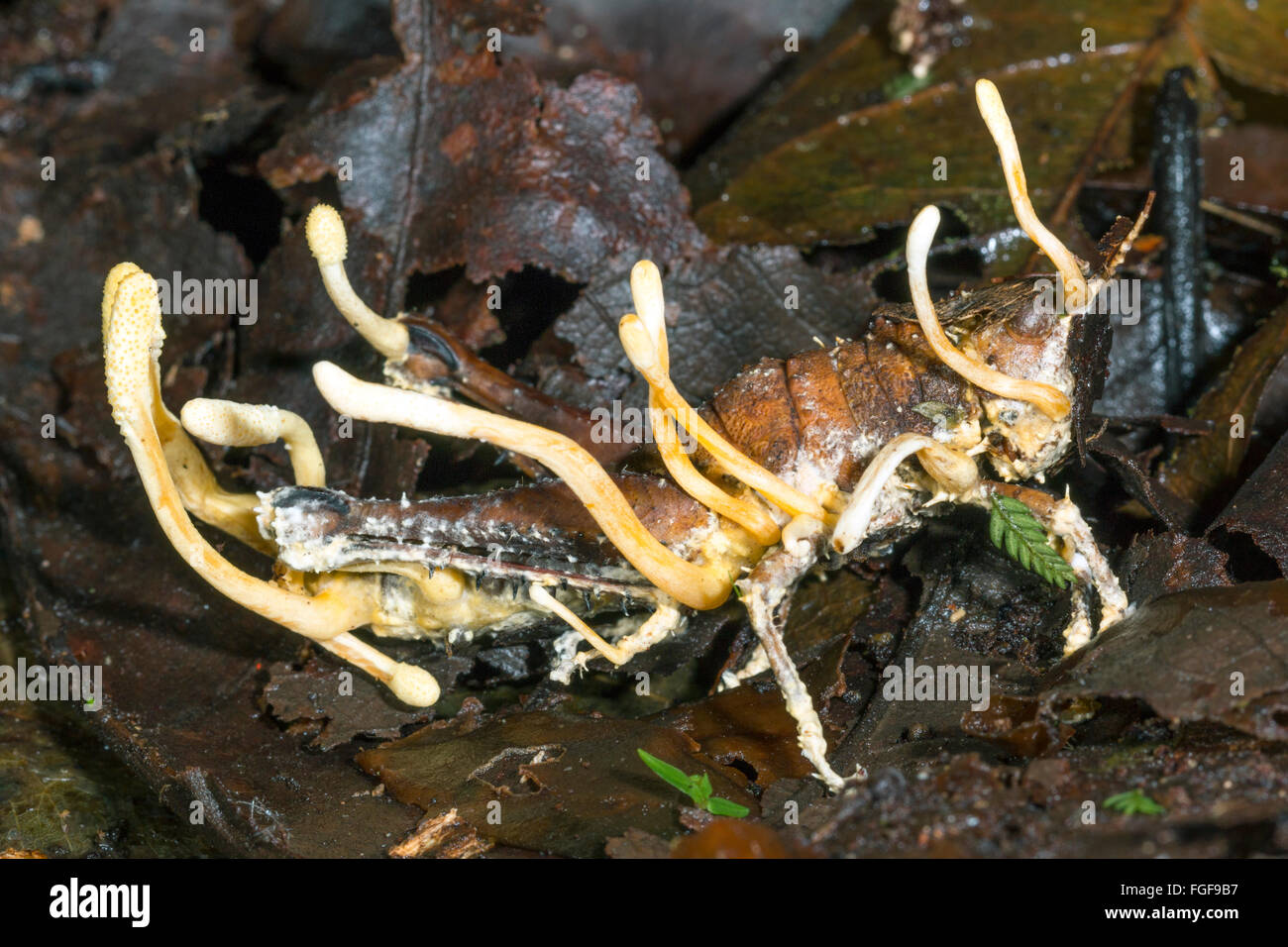 Cordyceps fungus (Cordyceps acridophila or C. locustphilia), growing on a grasshopper it has parasitised. Stock Photo