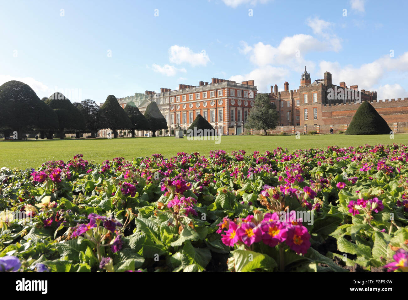 Hampton Court, SW London, England, UK. 19th February 2016. It was a bright sunny morning at Hampton Court in south west London. In the palace gardens with blue skies and fluffy clouds many spring flowers are in bloom such as these primulas. Credit:  Julia Gavin UK/Alamy Live News Stock Photo