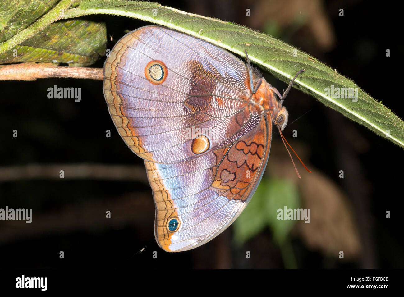 Butterfly, Catoblepia xanthocles, family Brassolidae roosting upside down in the rainforest understory at night in Ecuador Stock Photo