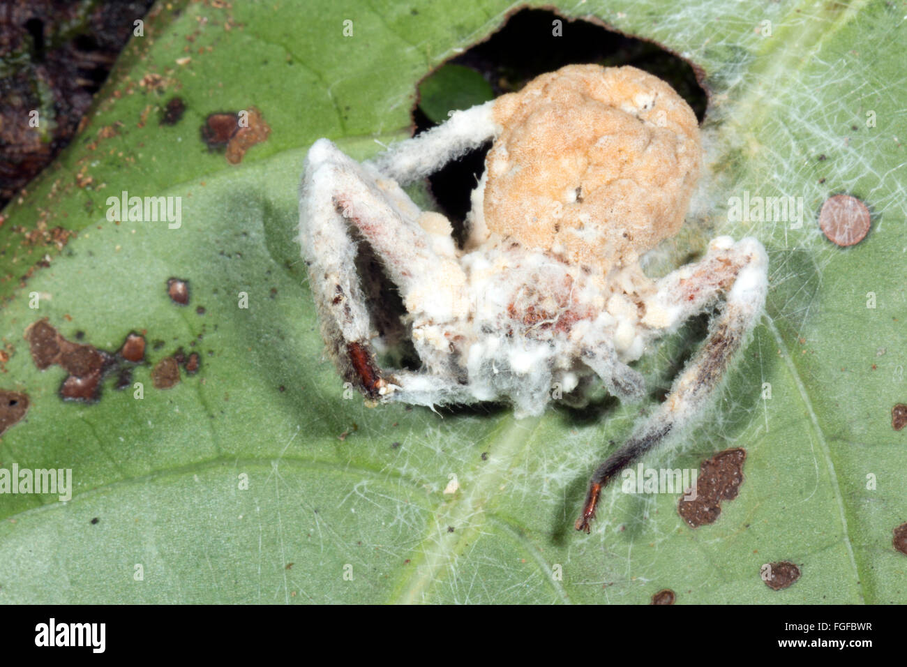Cordyceps fungus (Torrubiella sp.) infecting a spider in the rainforest understory, Pastaza province, Ecuador Stock Photo