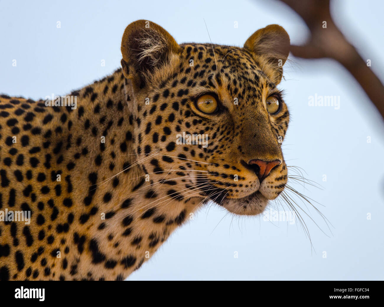 Leopard face and eyes watching prey from tree Stock Photo