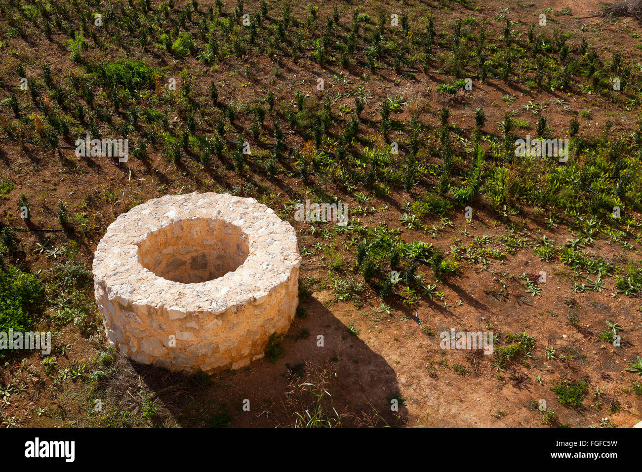 Looking down on old stone well surrounded by immature orange trees Stock Photo