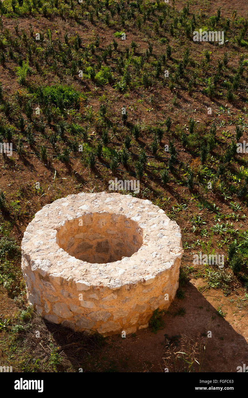 Looking down on old stone well surrounded by immature orange trees Stock Photo
