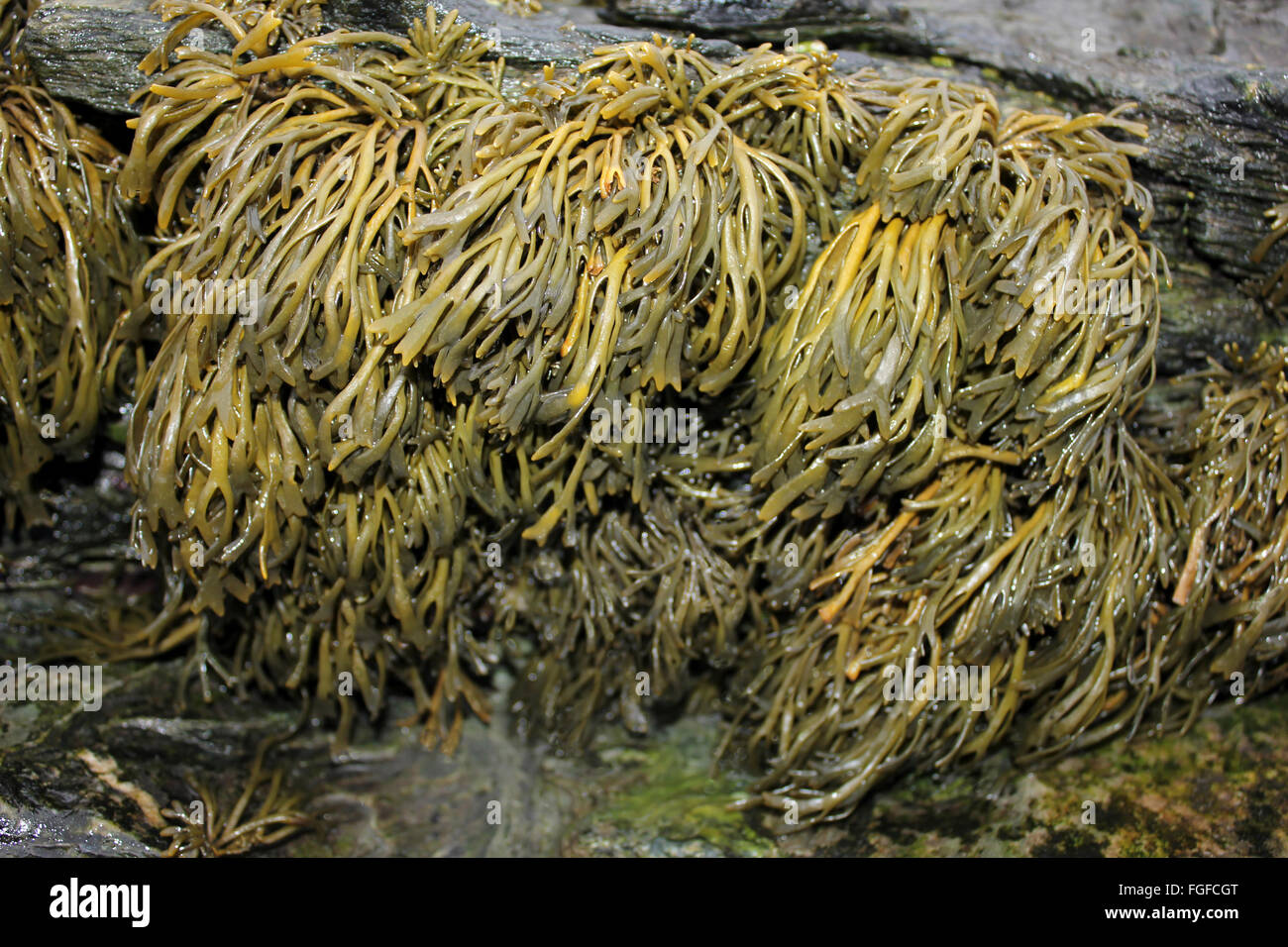 Channelled Wrack Pelvetia canaliculata Growing On The Edge Of A Rockpool, upper littoral zone Stock Photo
